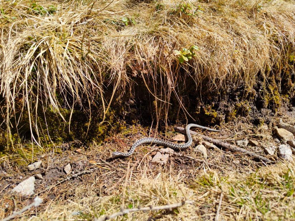 Identificazione Serpente, Vipera Berus?  S, maschio